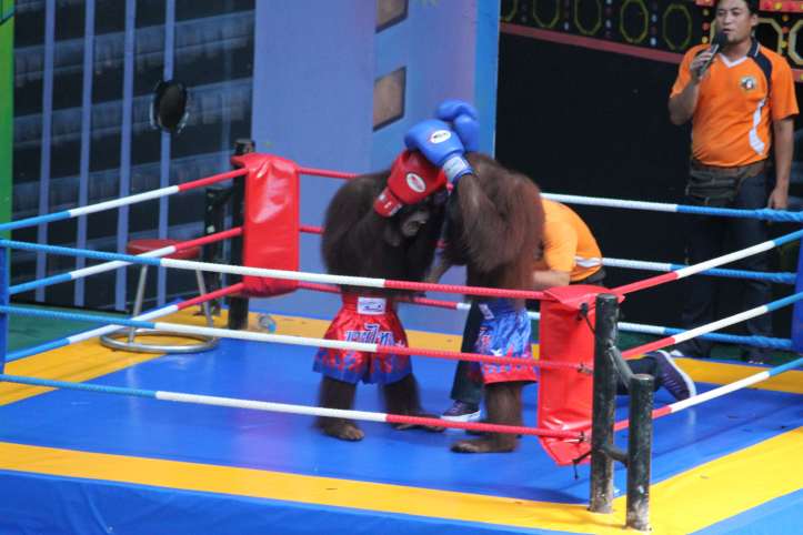 Orang-utan Boxing show