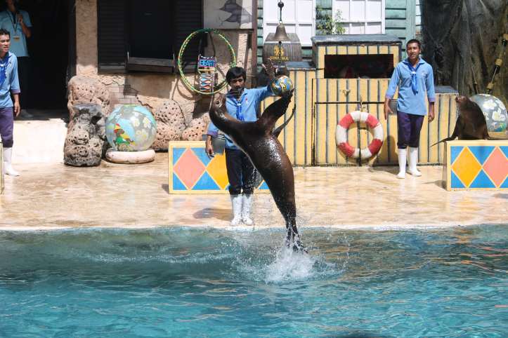 Sea-Lion show