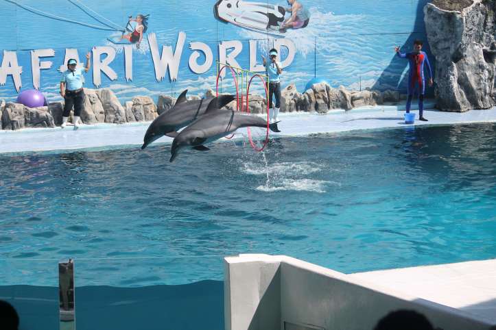 Dolphin show